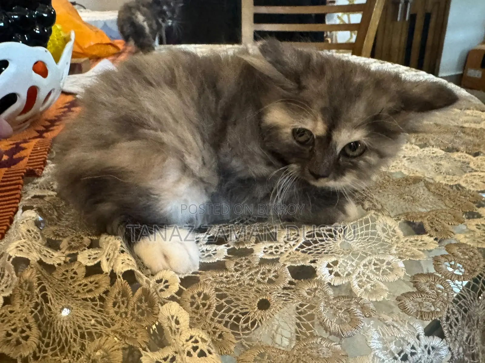 1-3 months Female Purebred Persian