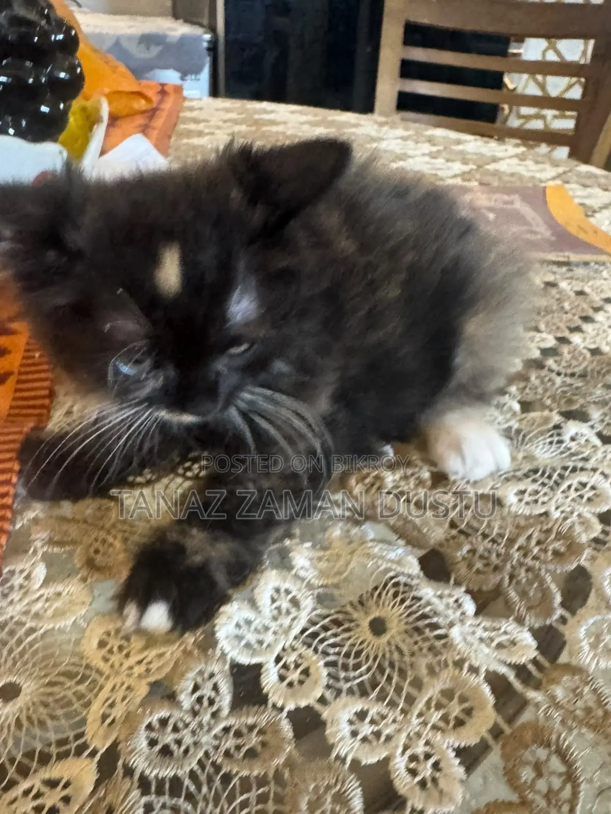 1-3 months Female Purebred Persian