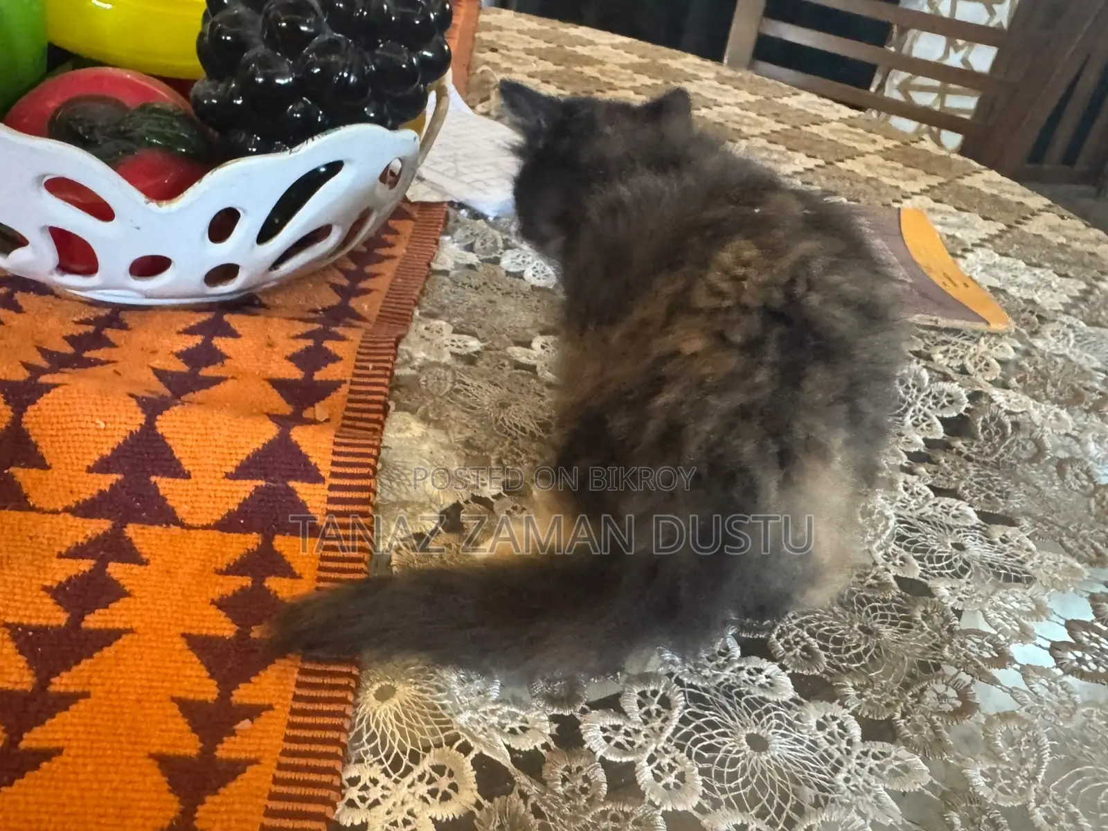 1-3 months Female Purebred Persian