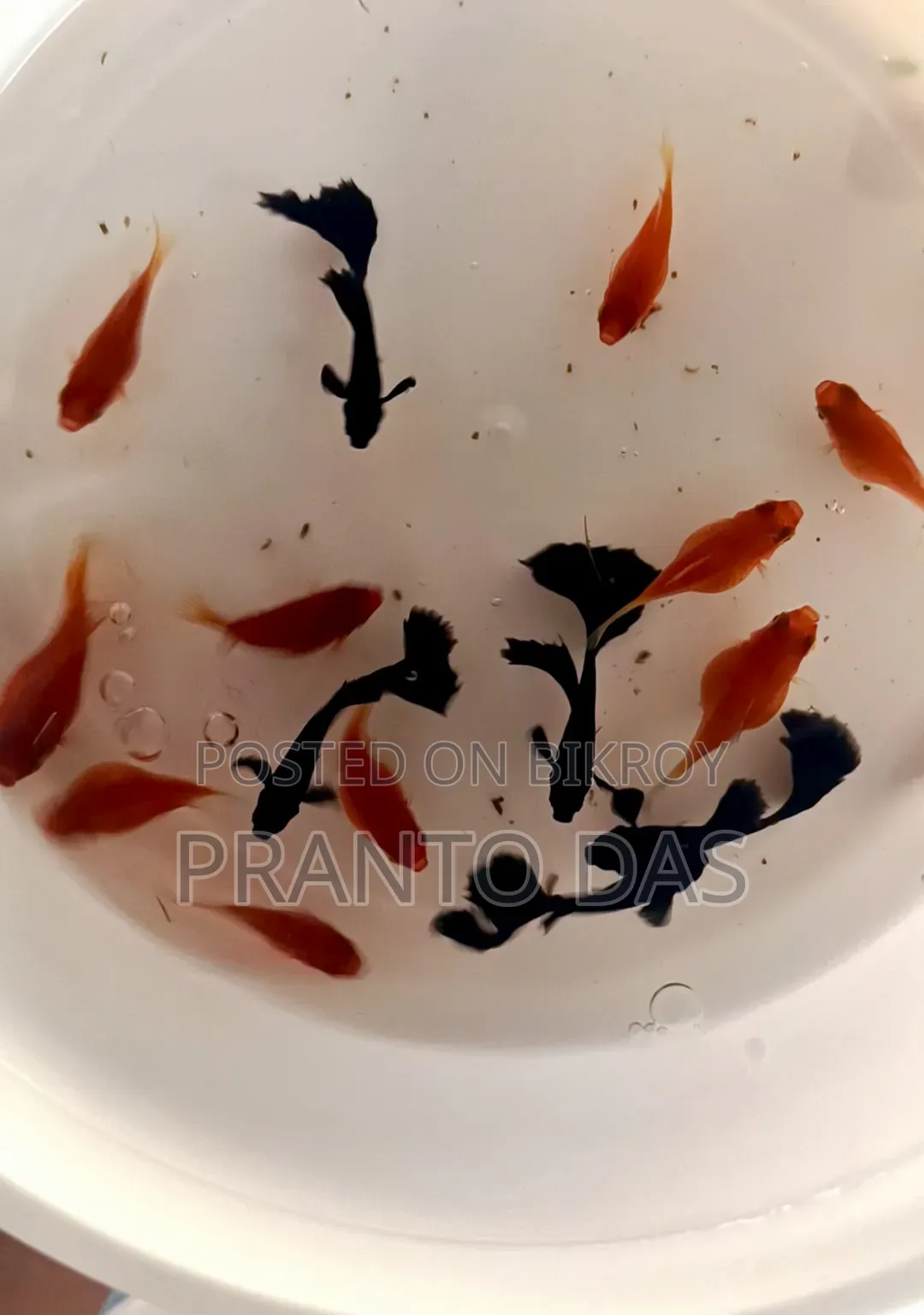 ফুল রেড বেলুন প্লেটি
