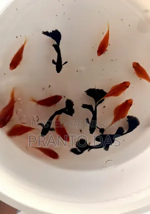 ফুল রেড বেলুন প্লেটি