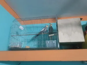 Selling 1 Pair of Cockatiel Birds