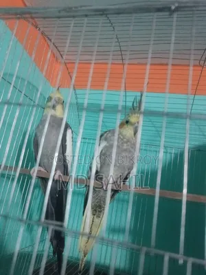 Selling 1 Pair of Cockatiel Birds
