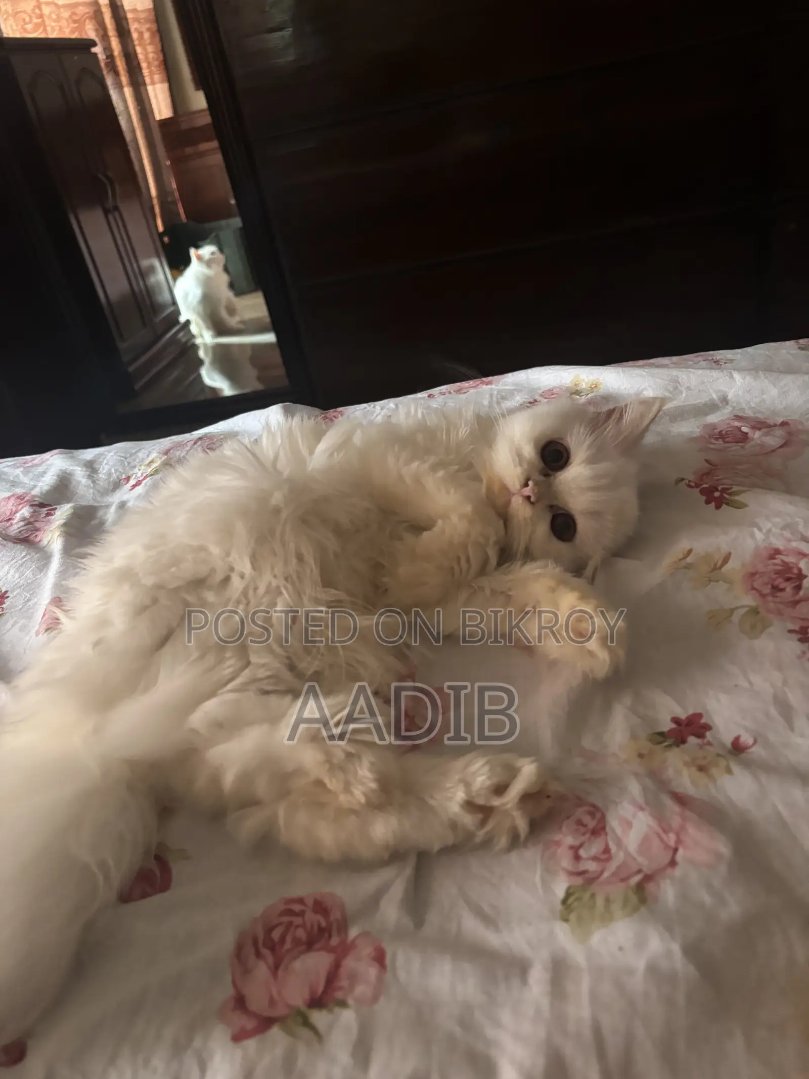 1-3 Months Male Purebred Persian
