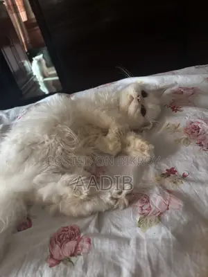 1-3 Months Male Purebred Persian