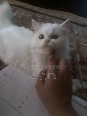 1-3 Months Male Purebred Persian