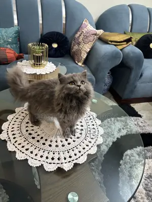 1-3 Months Male Purebred Persian