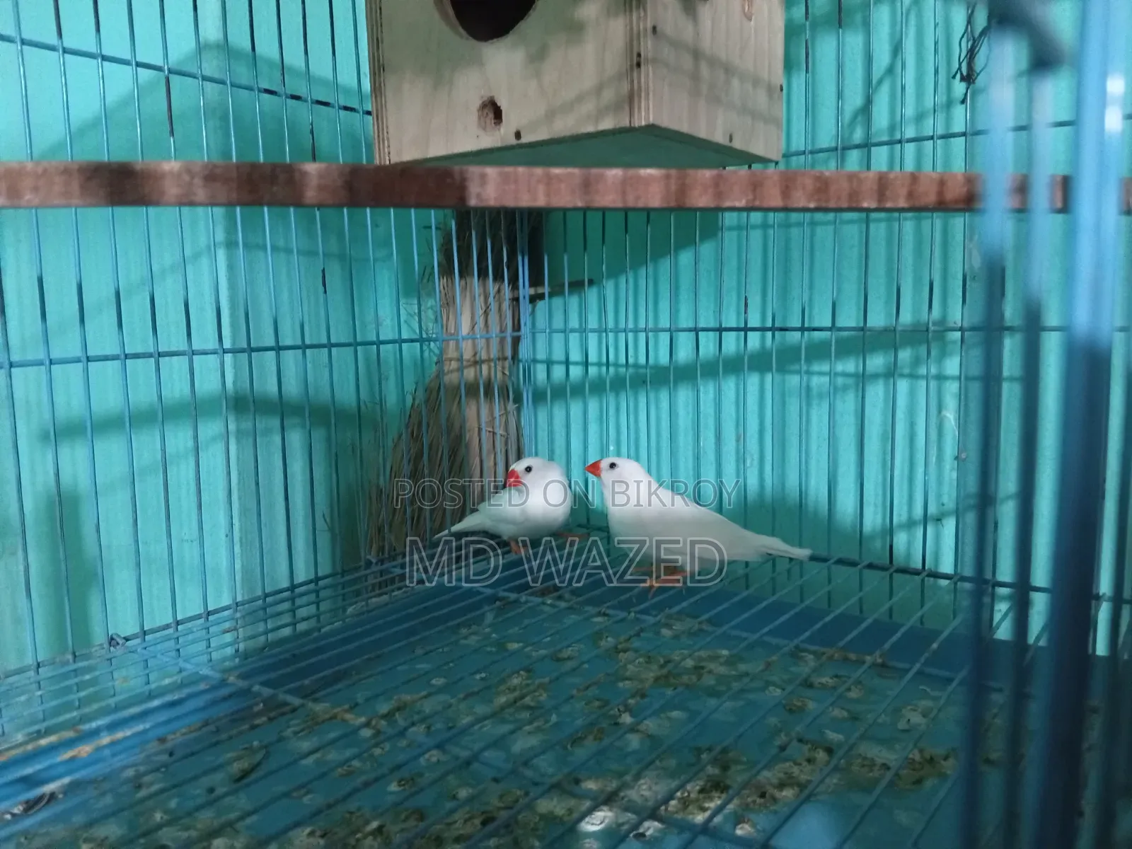 Finch Bird