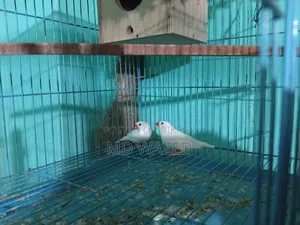 Finch Bird