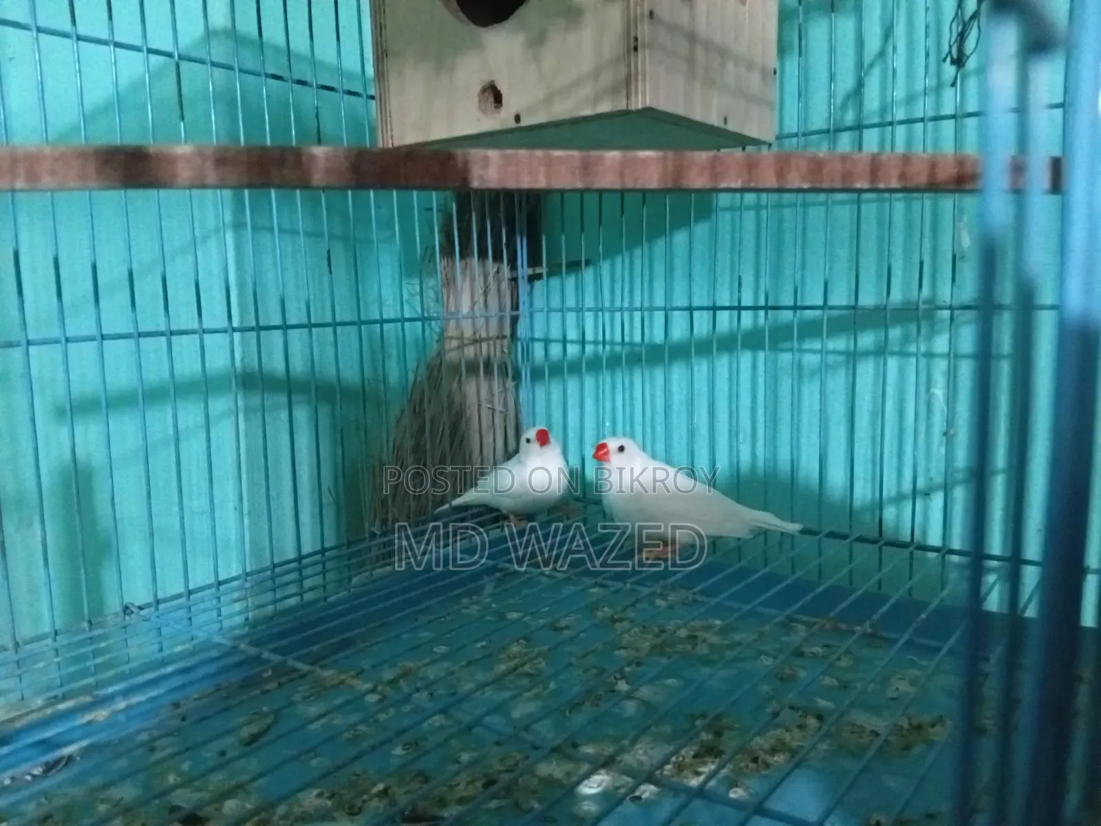 Finch Bird