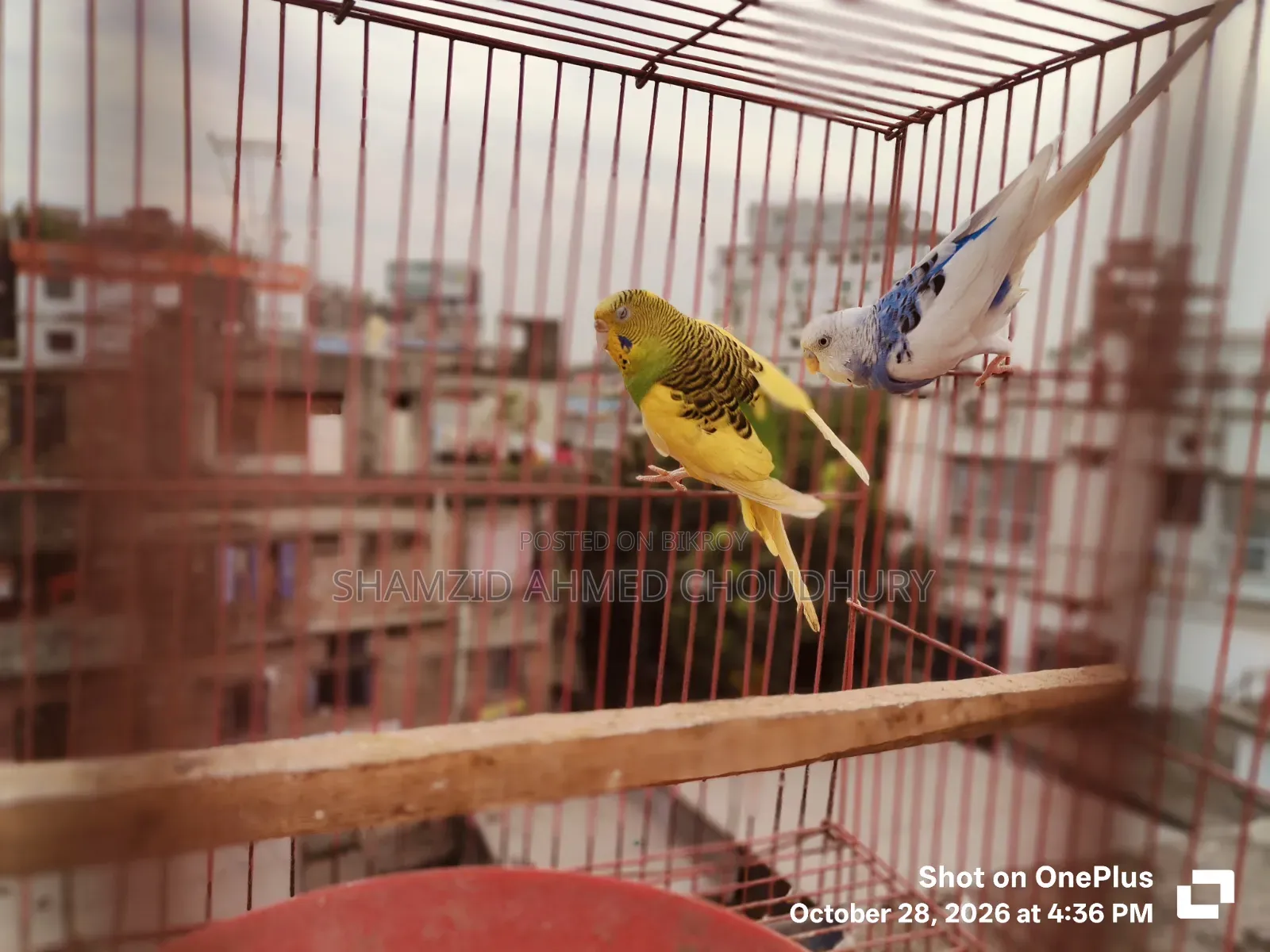 Budgerigar & Dove