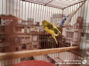 Budgerigar & Dove