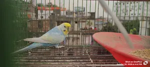 Budgerigar & Dove