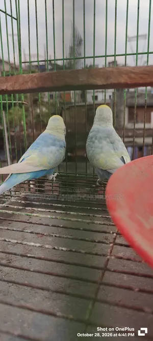 Budgerigar & Dove