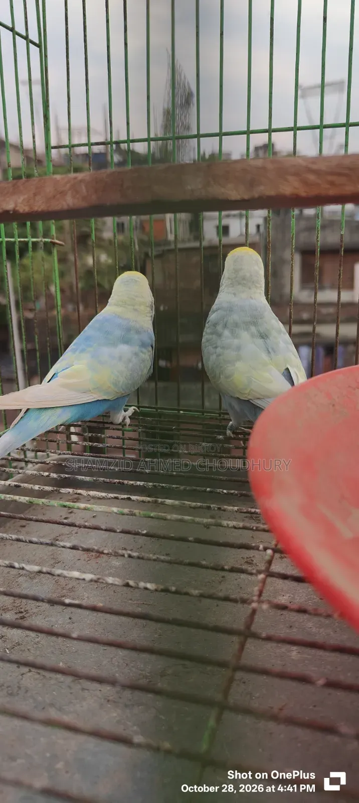 Budgerigar & Dove