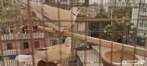 Budgerigar & Dove