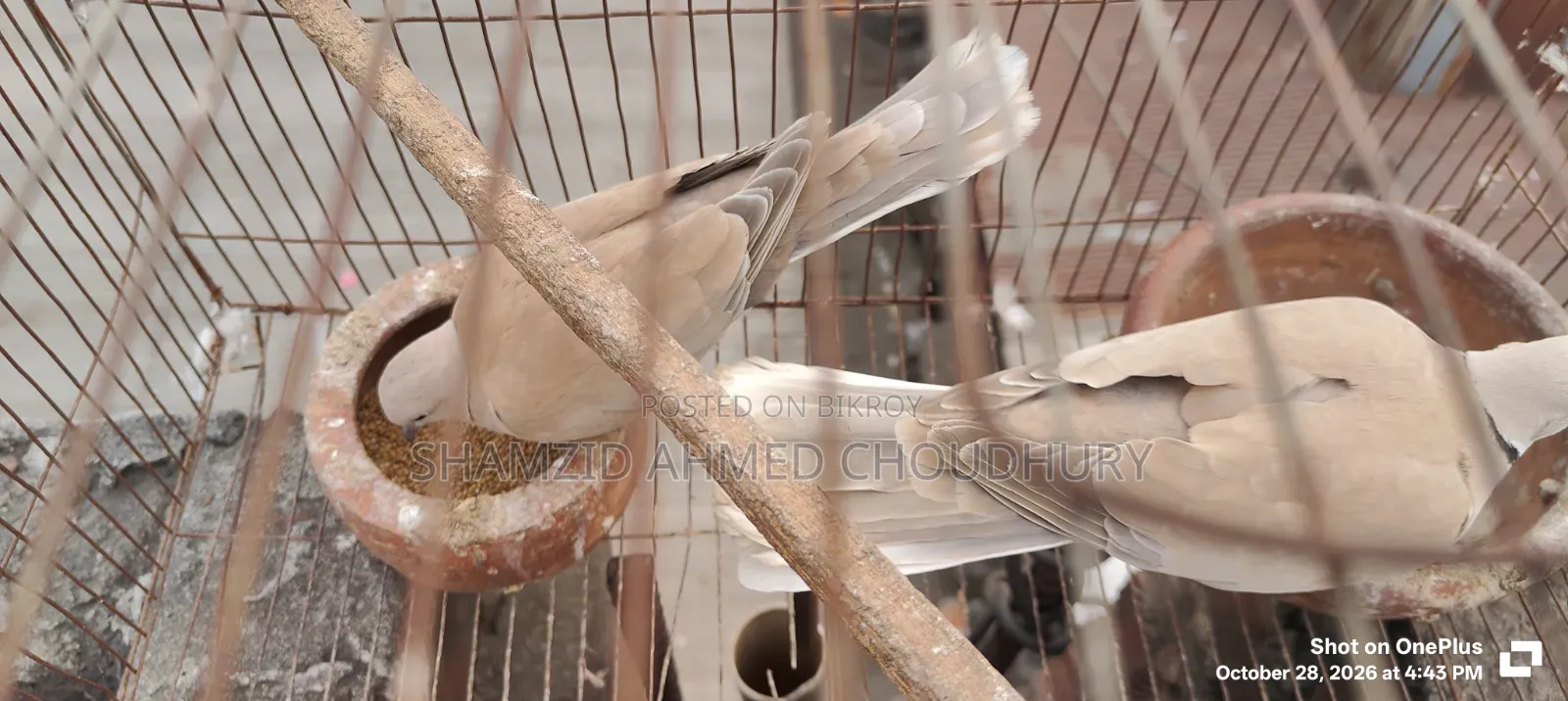 Budgerigar & Dove