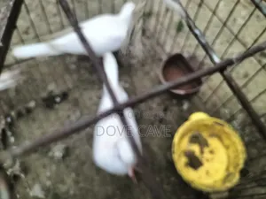 কম দামে ঘুঘু পাখি