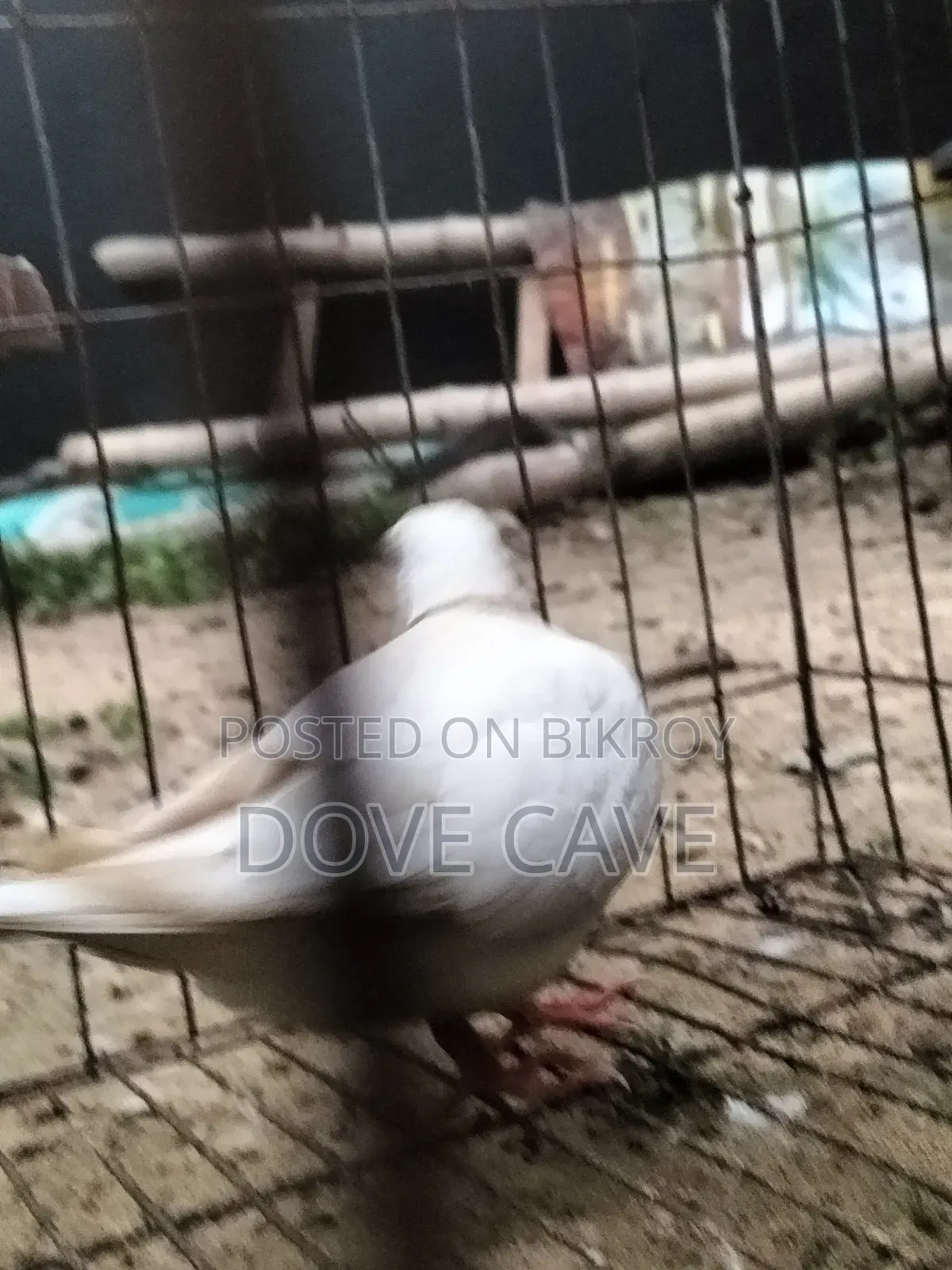 কম দামে ঘুঘু পাখি