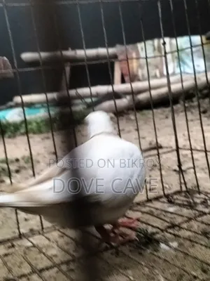 কম দামে ঘুঘু পাখি