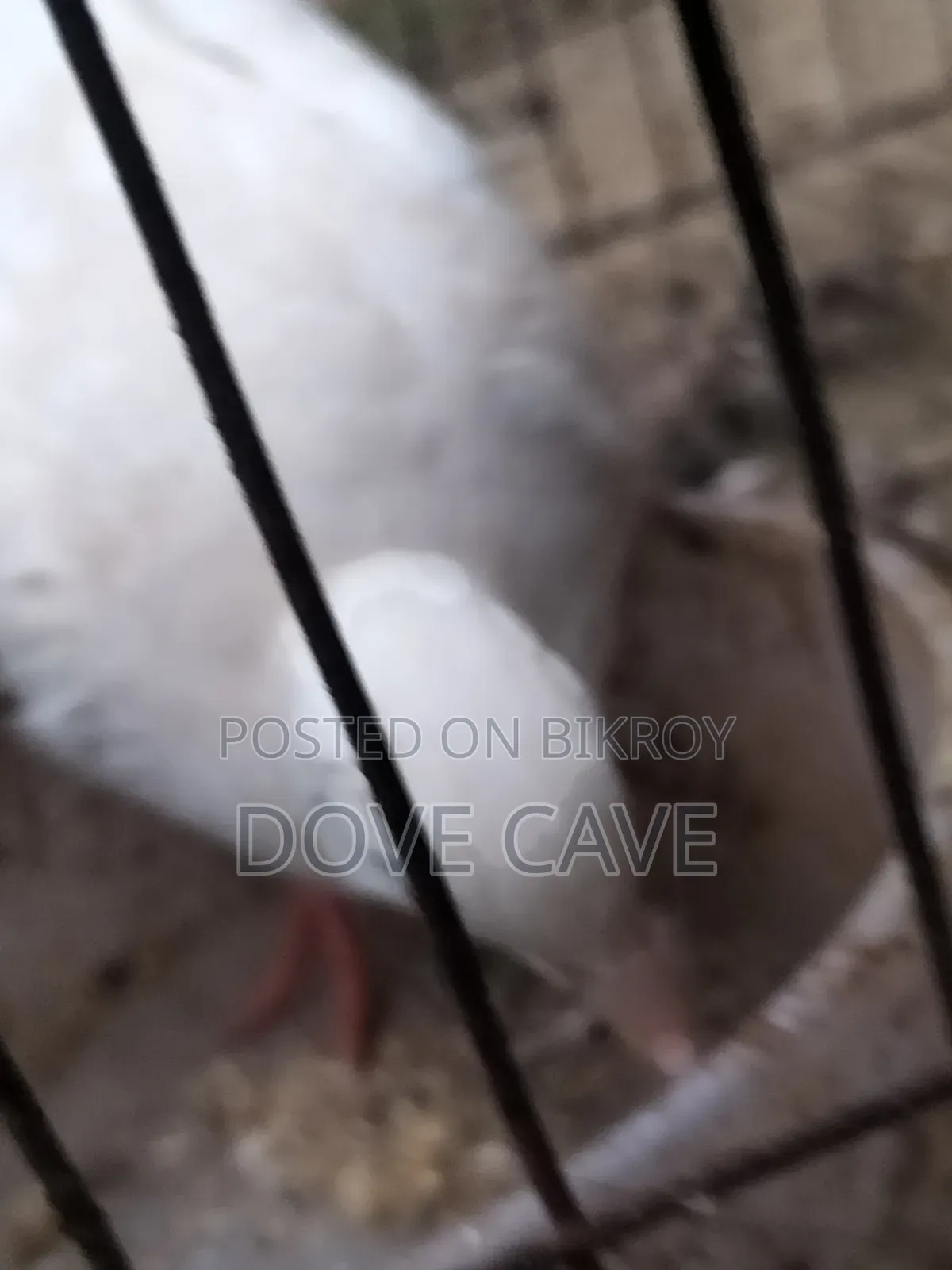 কম দামে ঘুঘু পাখি
