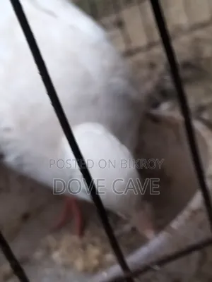 কম দামে ঘুঘু পাখি
