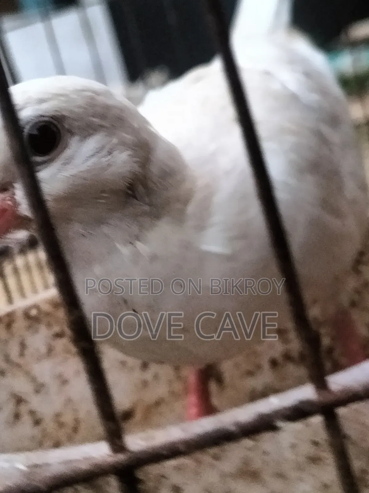 কম দামে ঘুঘু পাখি