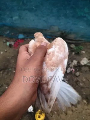 কম দামে পুরুষ ঘুঘু পাখি