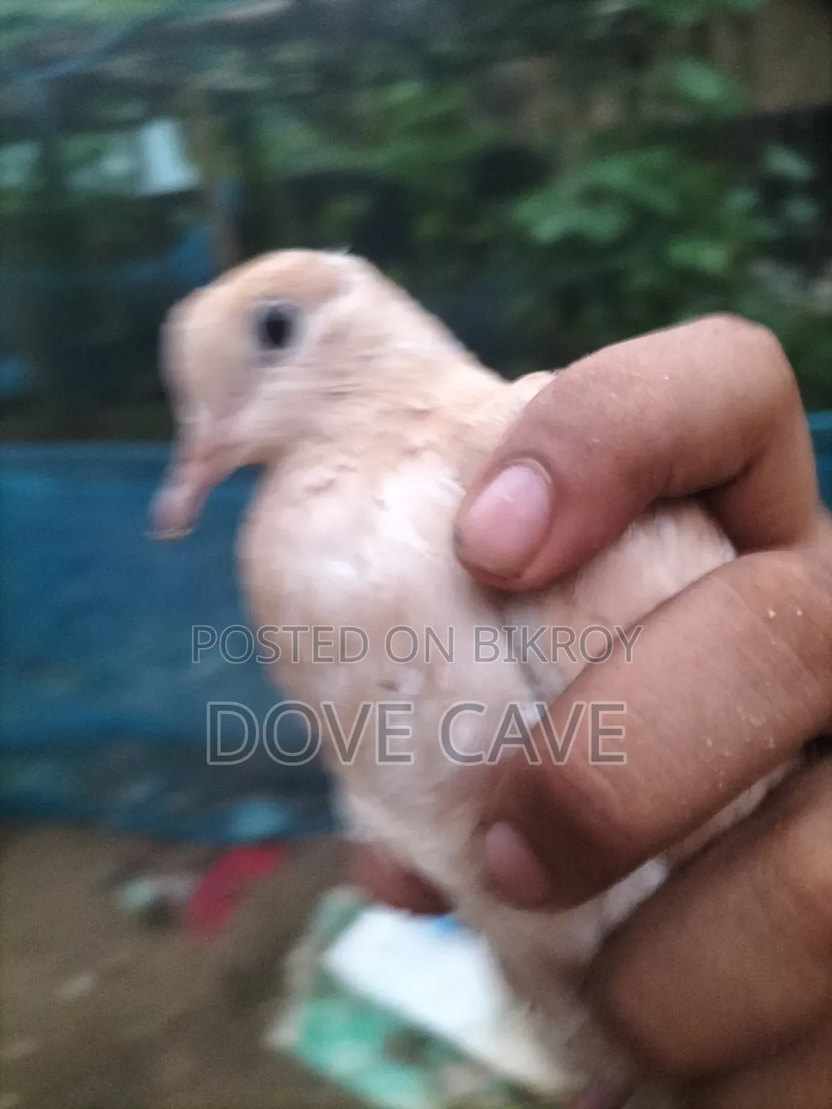 কম দামে পুরুষ ঘুঘু পাখি