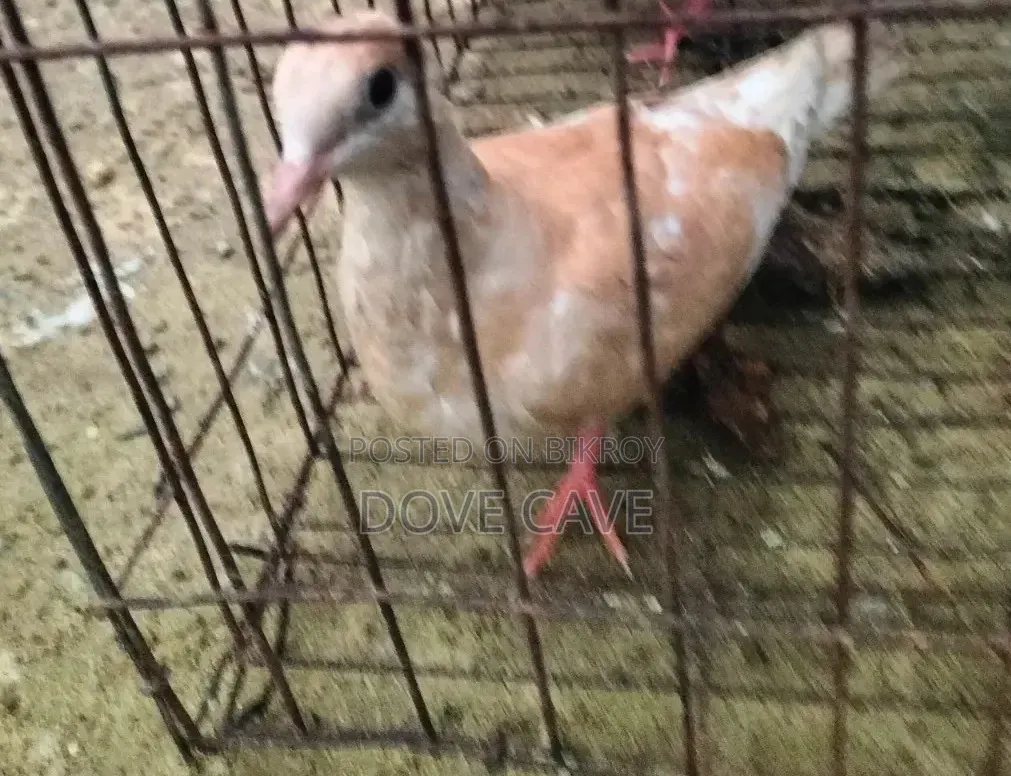 কম দামে পুরুষ ঘুঘু পাখি