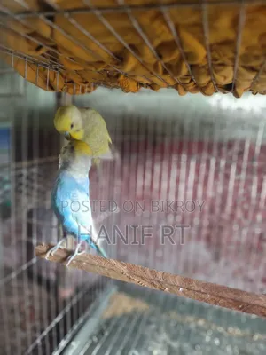 Budgerigar Bird