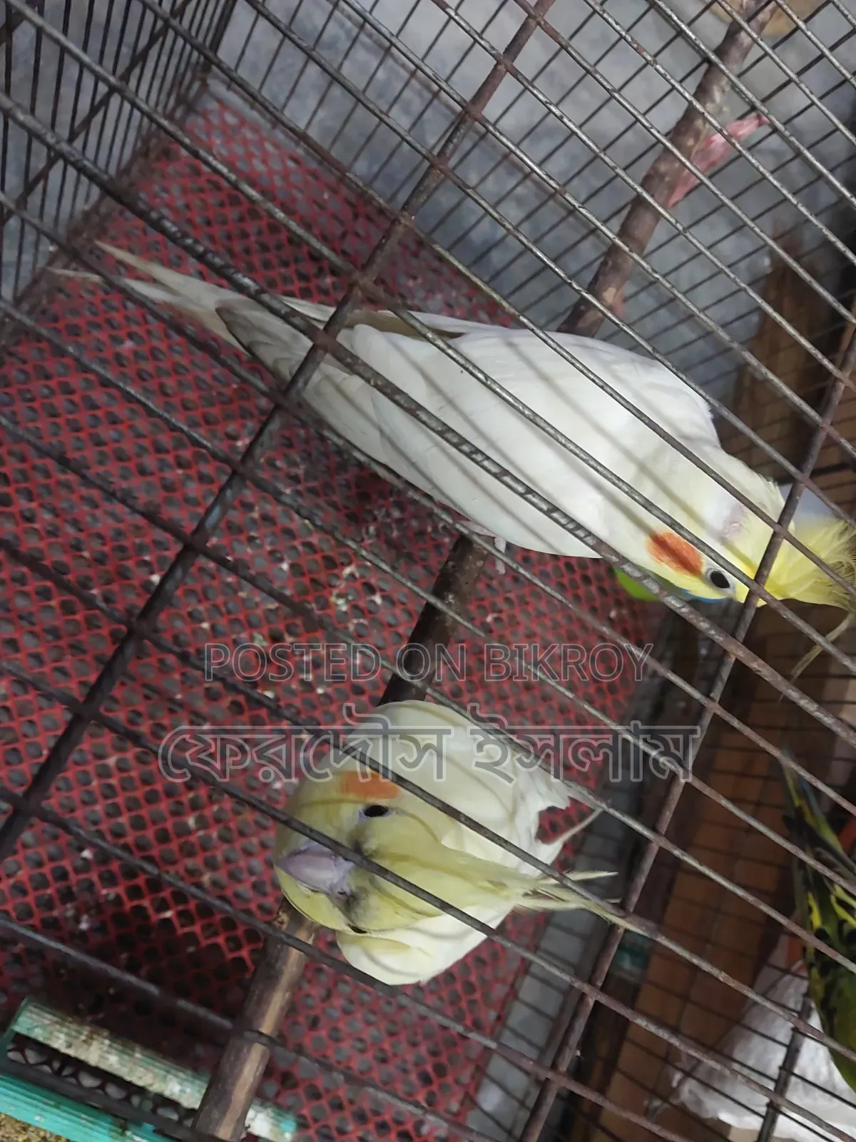 Lutino Cockatiel