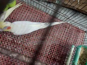 Lutino Cockatiel