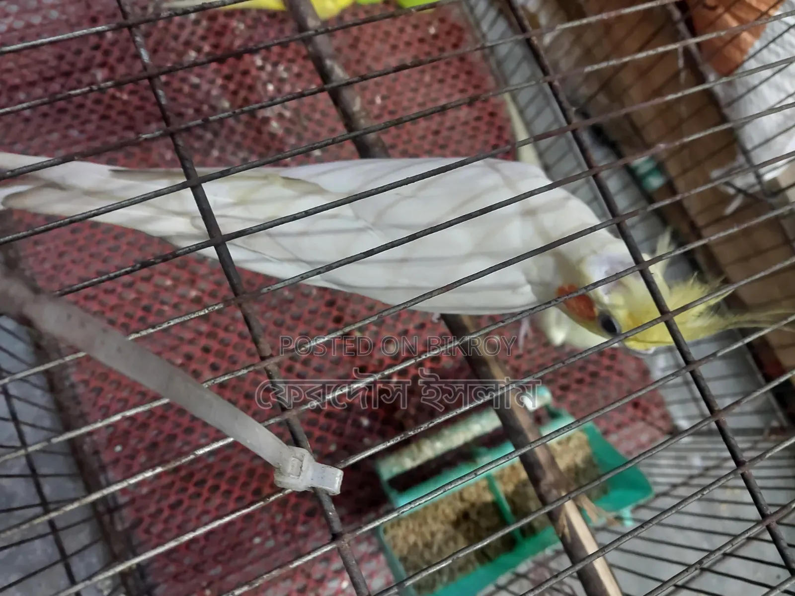 Lutino Cockatiel