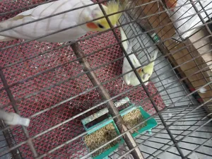 Lutino Cockatiel