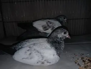 Taddy Pigeon Sell