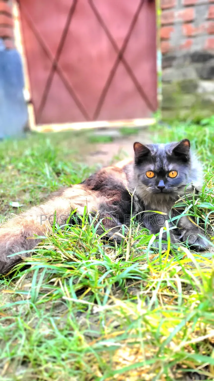 6-12 months Male Purebred Persian