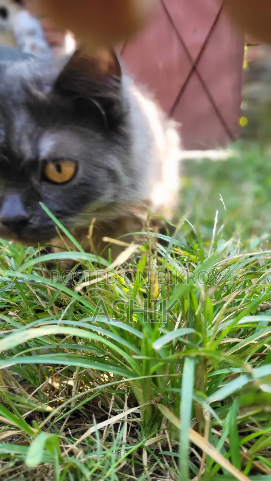 6-12 months Male Purebred Persian