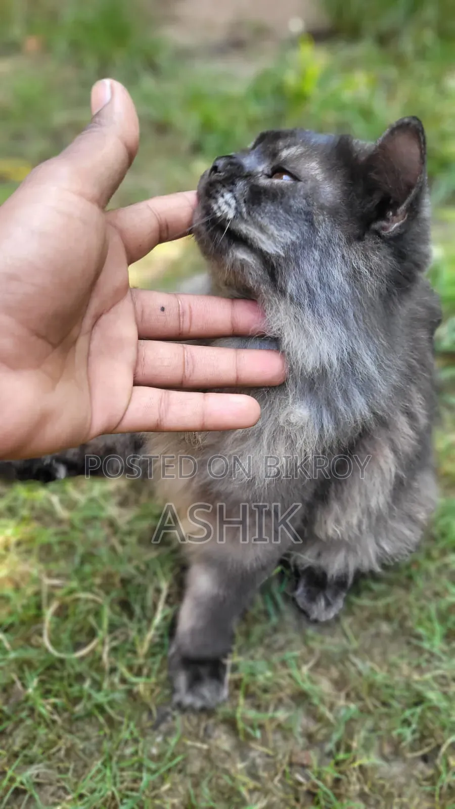 6-12 months Male Purebred Persian