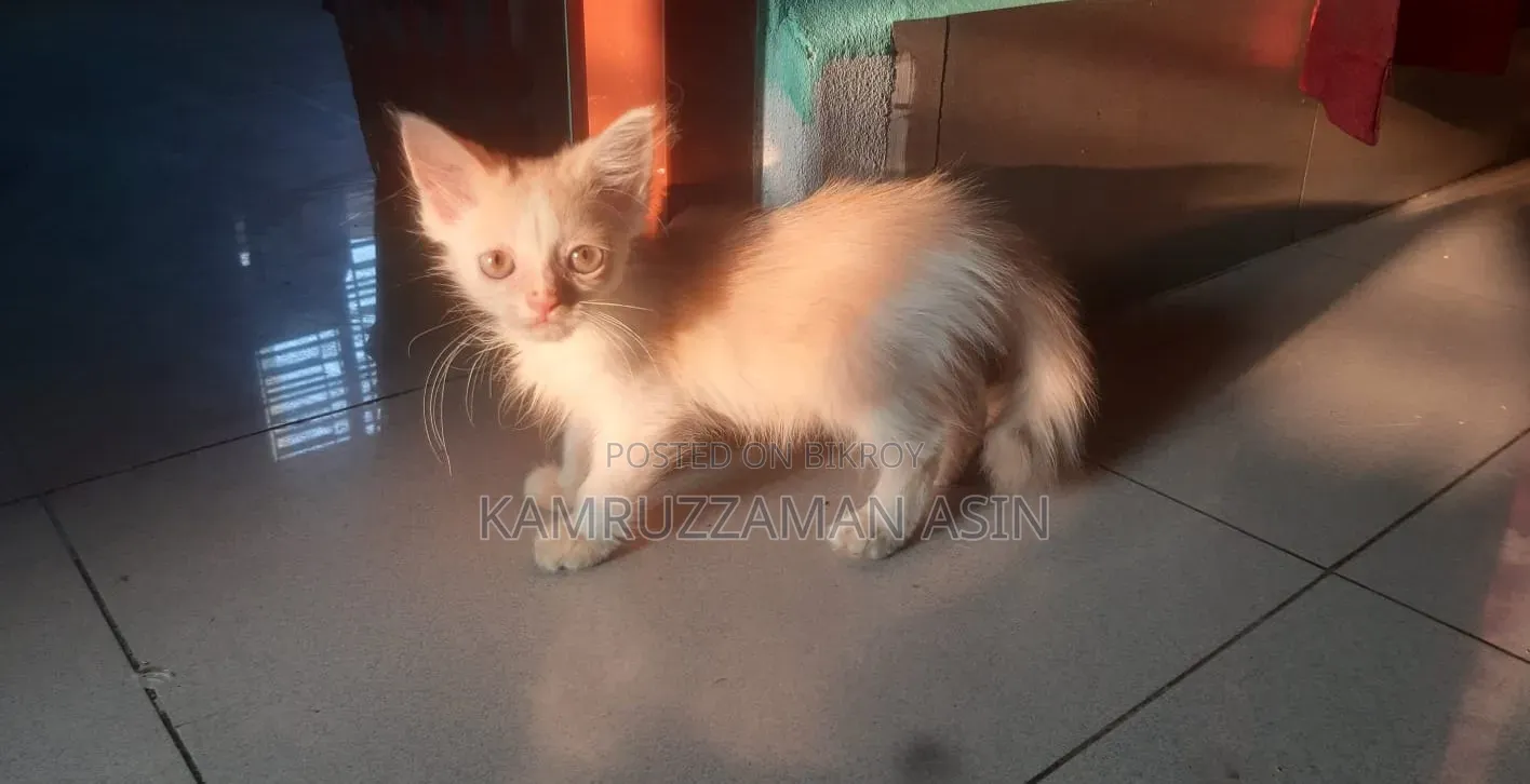 1-3 months Male Mixed Breed Persian