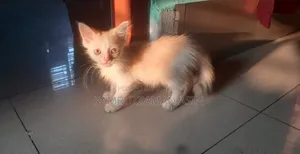 1-3 months Male Mixed Breed Persian