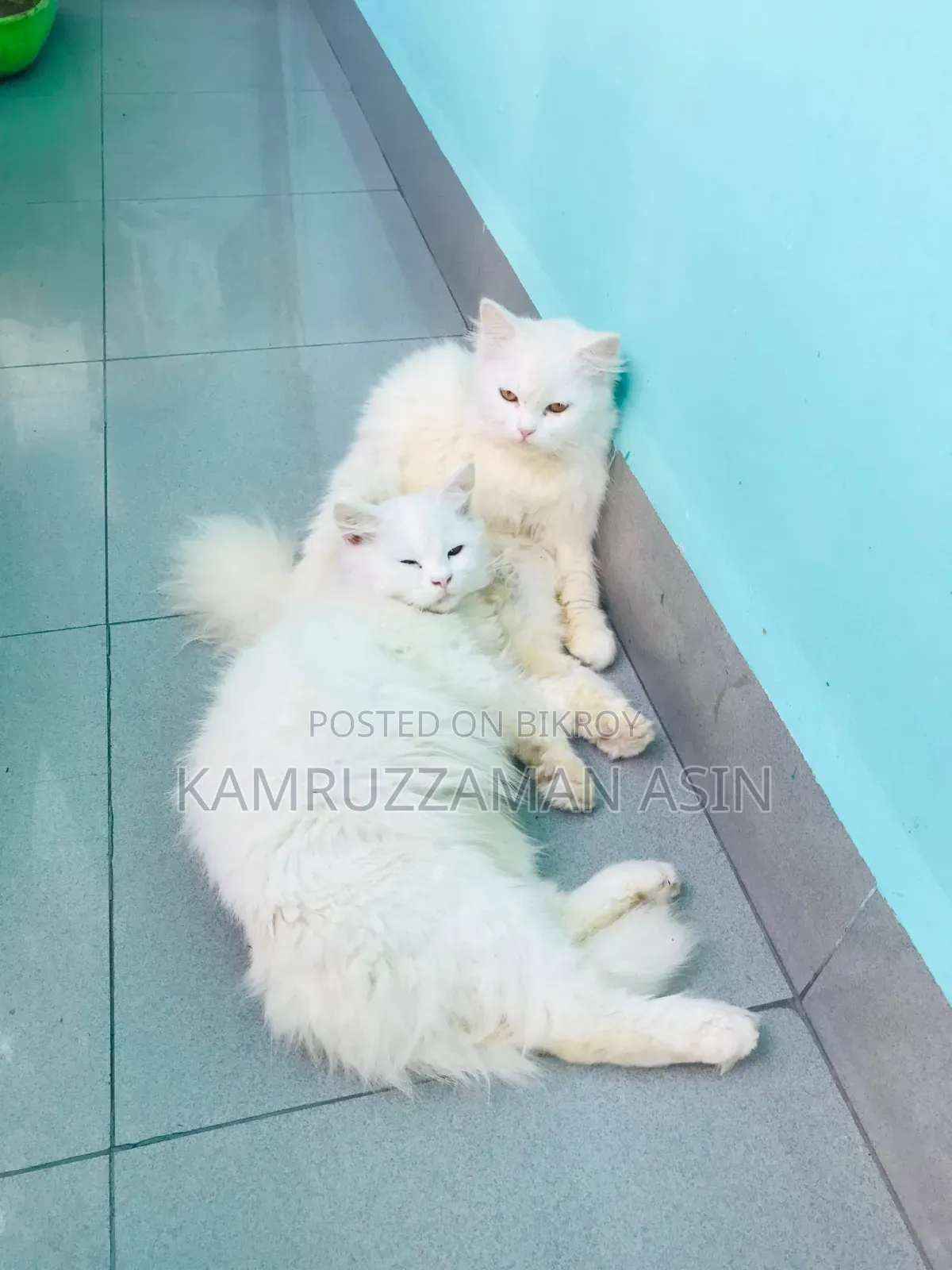 1-3 months Male Mixed Breed Persian