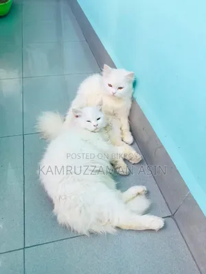 1-3 months Male Mixed Breed Persian