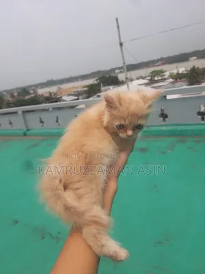 1-3 months Male Mixed Breed Persian