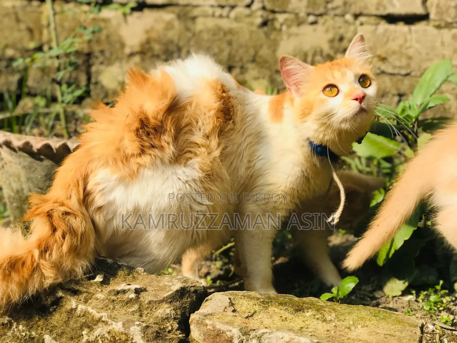 1-3 months Male Mixed Breed Persian