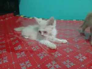 1-3 months Male Mixed Breed Persian