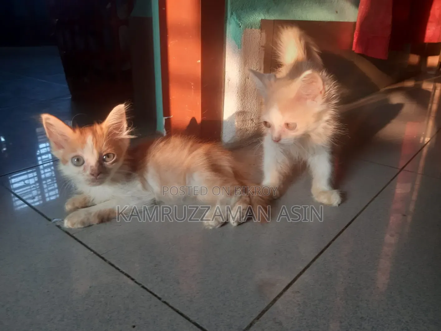 1-3 months Male Mixed Breed Persian