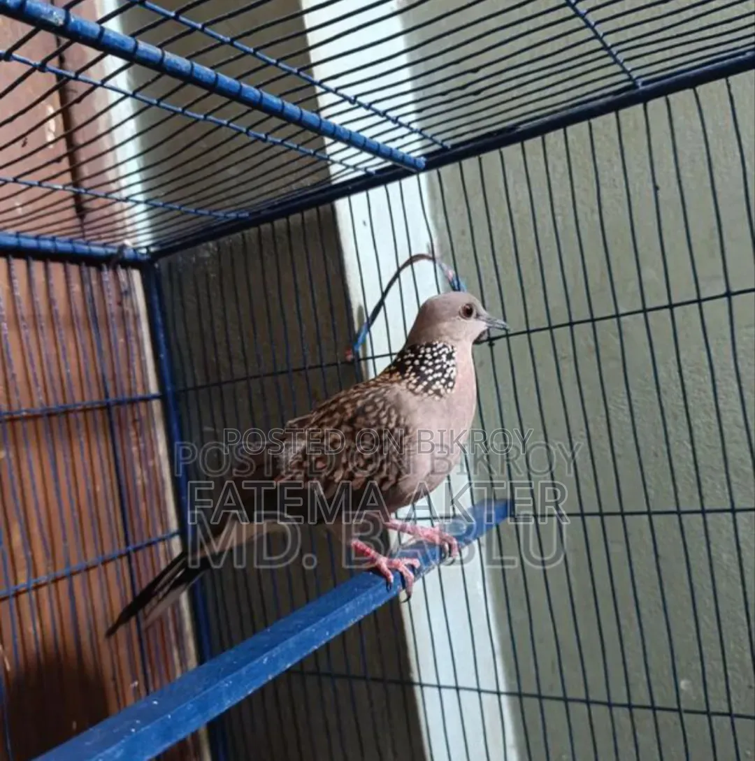 Spotted Dove Running Male for Sale