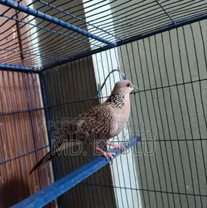 Spotted Dove Running Male for Sale