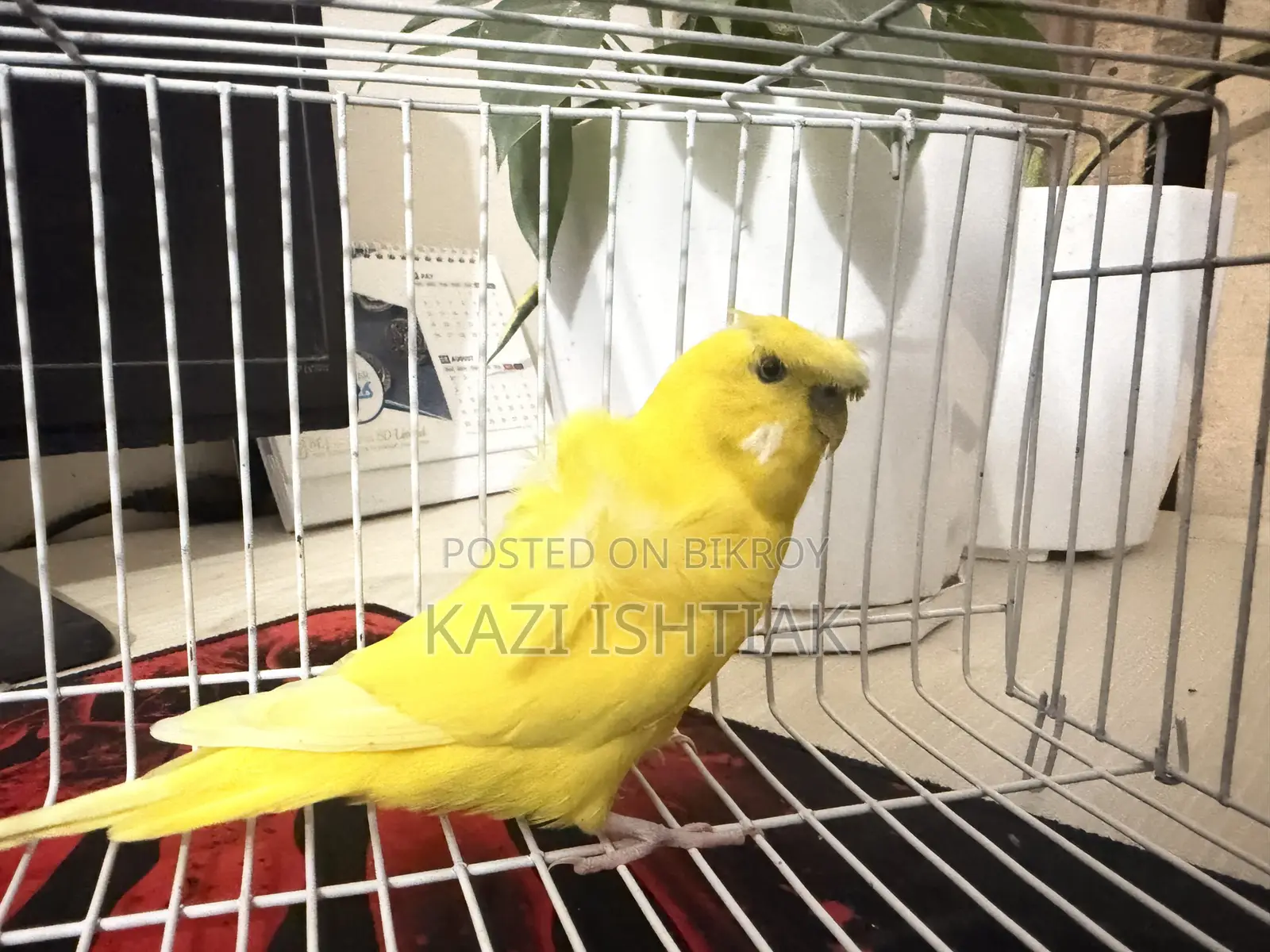Japanese Budgerigar Male
